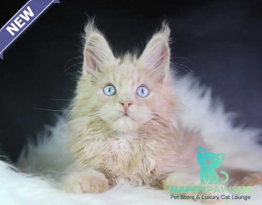 Cosmos Maine Coon male cream - live animals