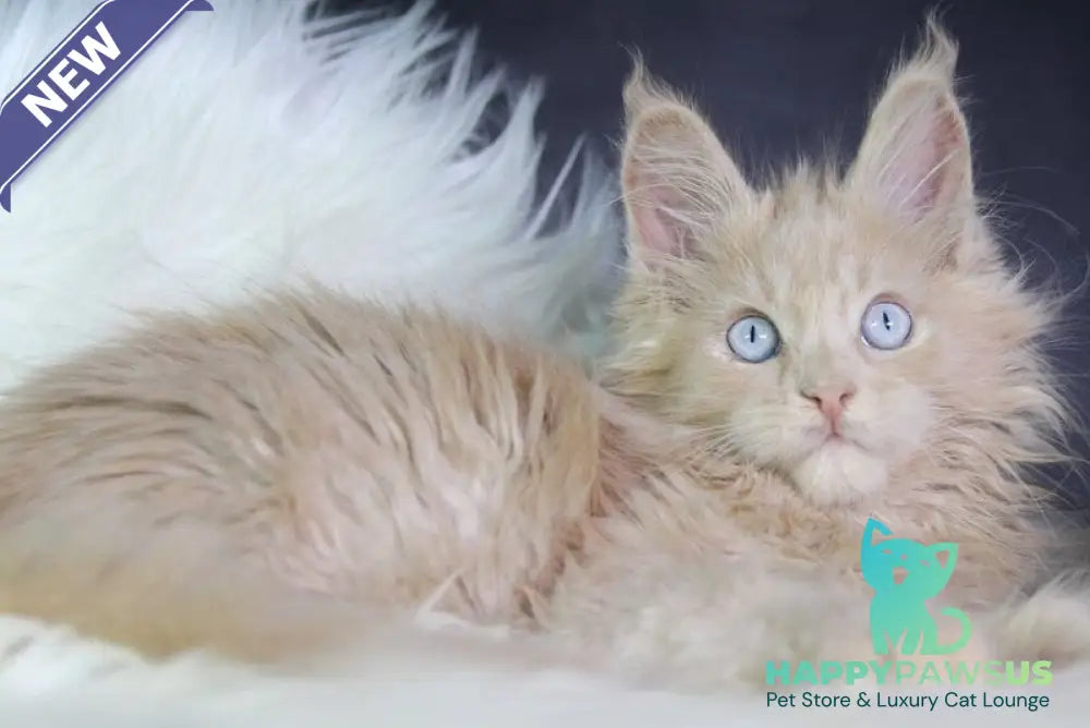 Cosmos Maine Coon male cream - live animals
