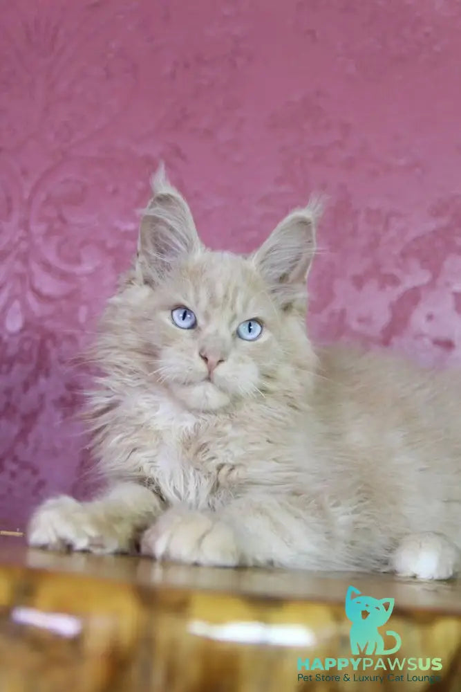 Cosmos Maine Coon male cream - live animals