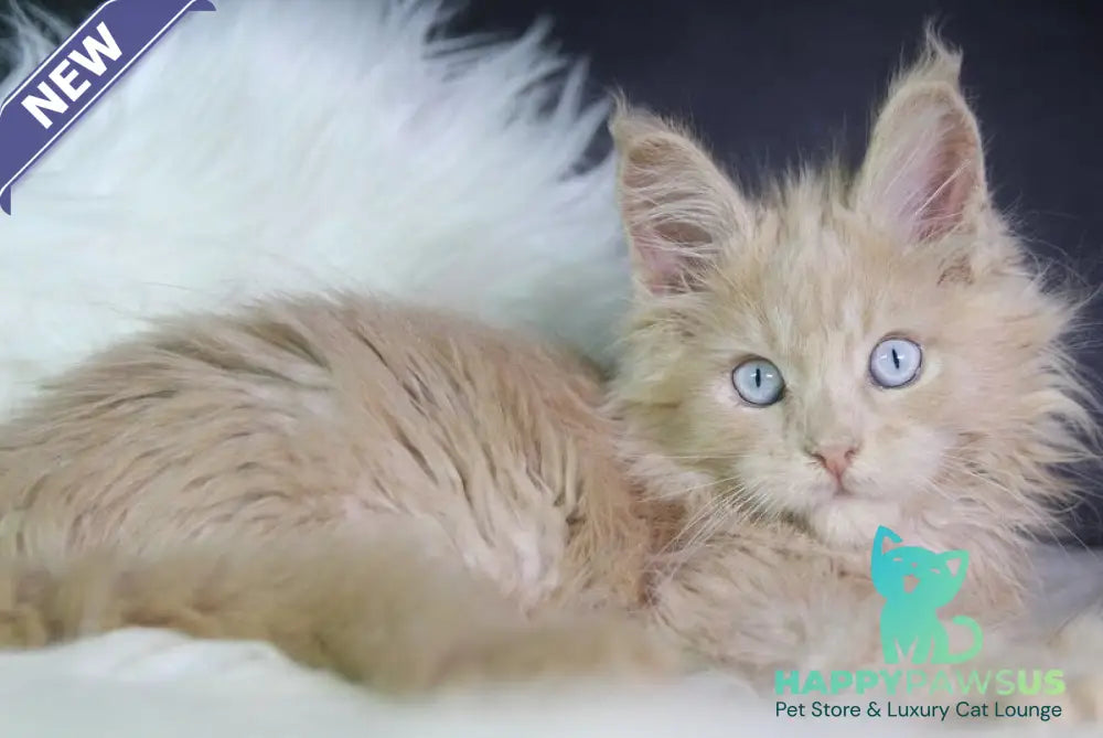 Cosmos Maine Coon male cream - live animals