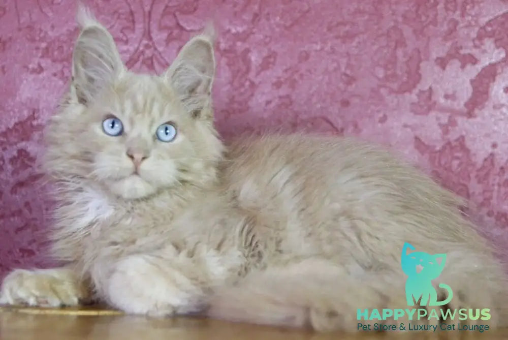 Cosmos Maine Coon male cream - live animals