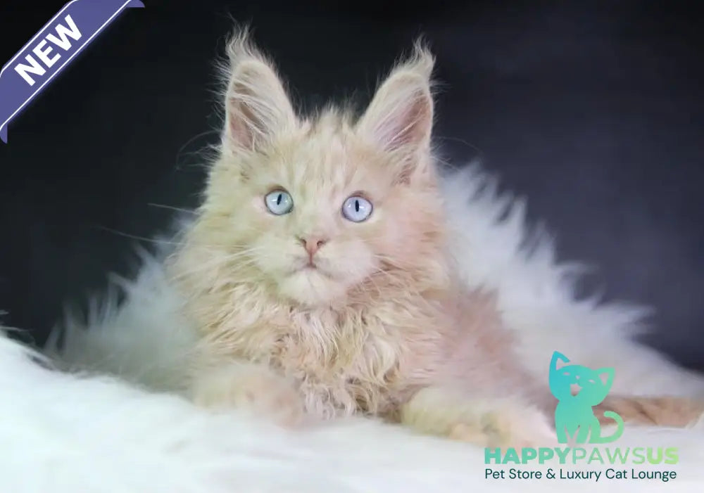 Cosmos Maine Coon male cream - live animals