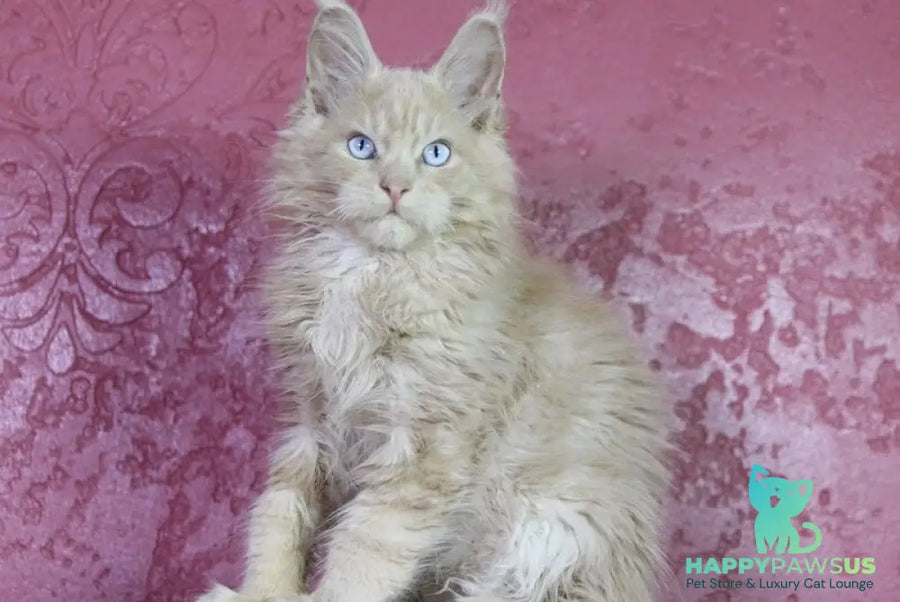 Cosmos Maine Coon male cream - live animals