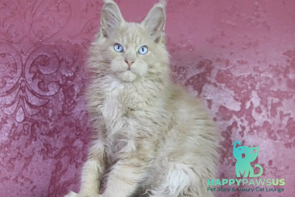 Cosmos Maine Coon male cream - live animals