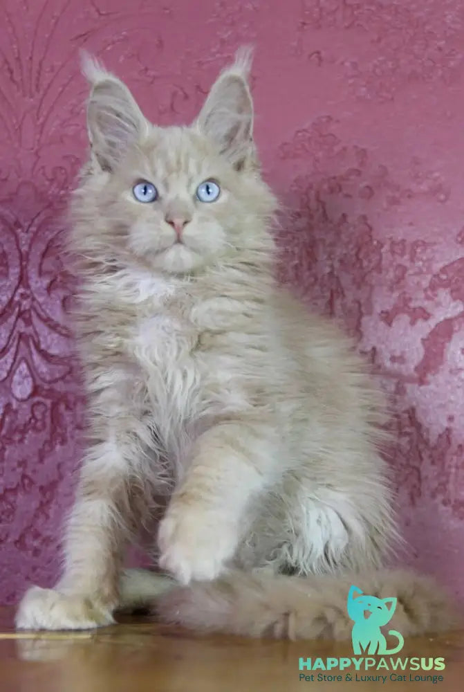 Cosmos Maine Coon male cream - live animals