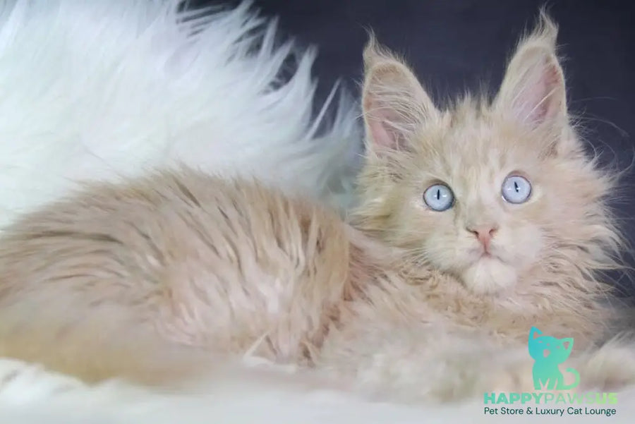 Cosmos Maine Coon male cream - live animals