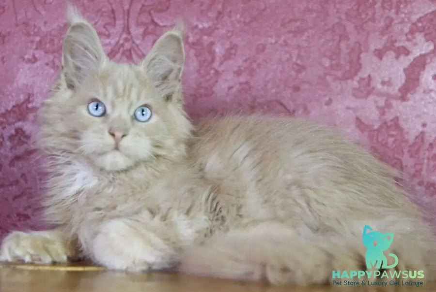 Cosmos Maine Coon male cream - live animals