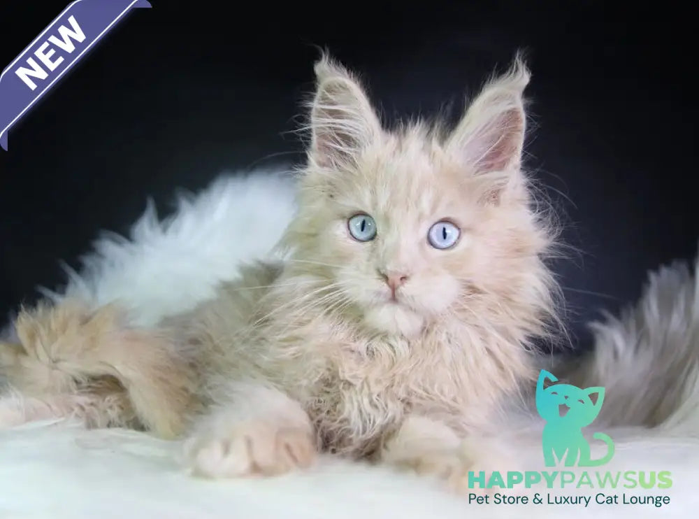 Cosmos Maine Coon male cream - live animals