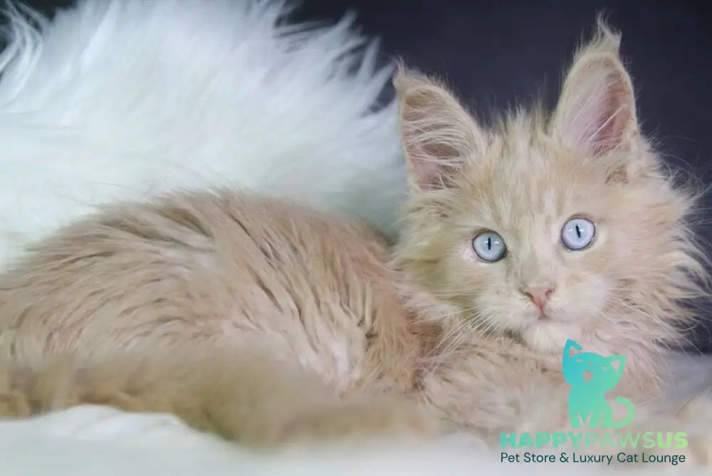 Cosmos Maine Coon male cream - live animals
