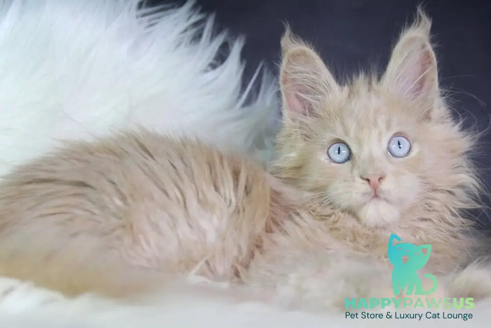 Cosmos Maine Coon male cream - live animals