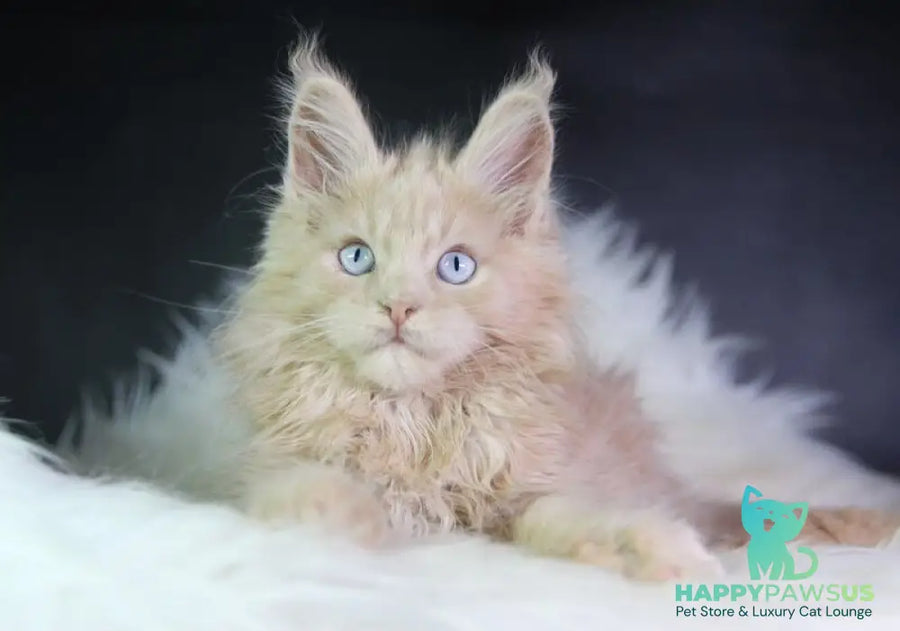Cosmos Maine Coon male cream - live animals