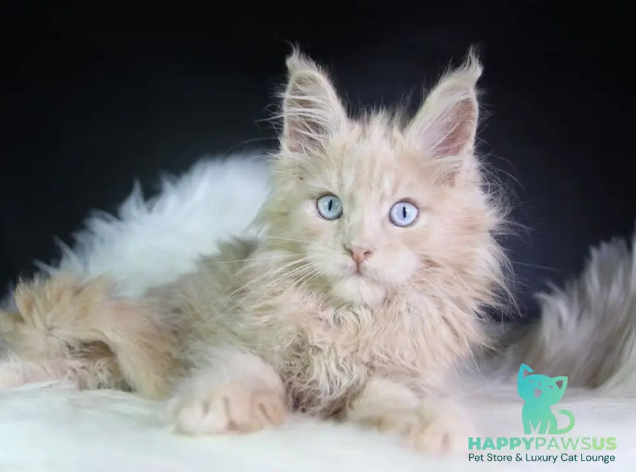 Cosmos Maine Coon male cream - live animals
