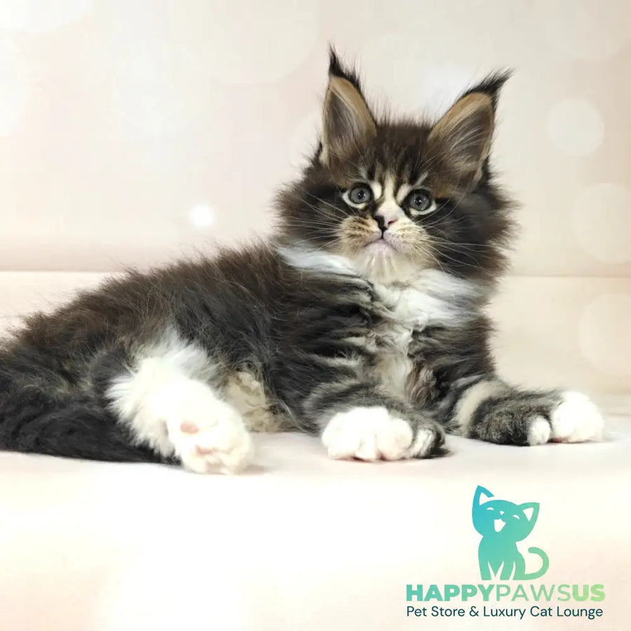 Cosmos Maine Coon polydactyl 6x6x6x6 male black tabby with white - live animals