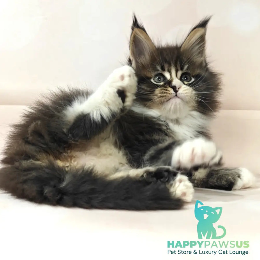 Cosmos Maine Coon polydactyl 6x6x6x6 male black tabby with white - live animals