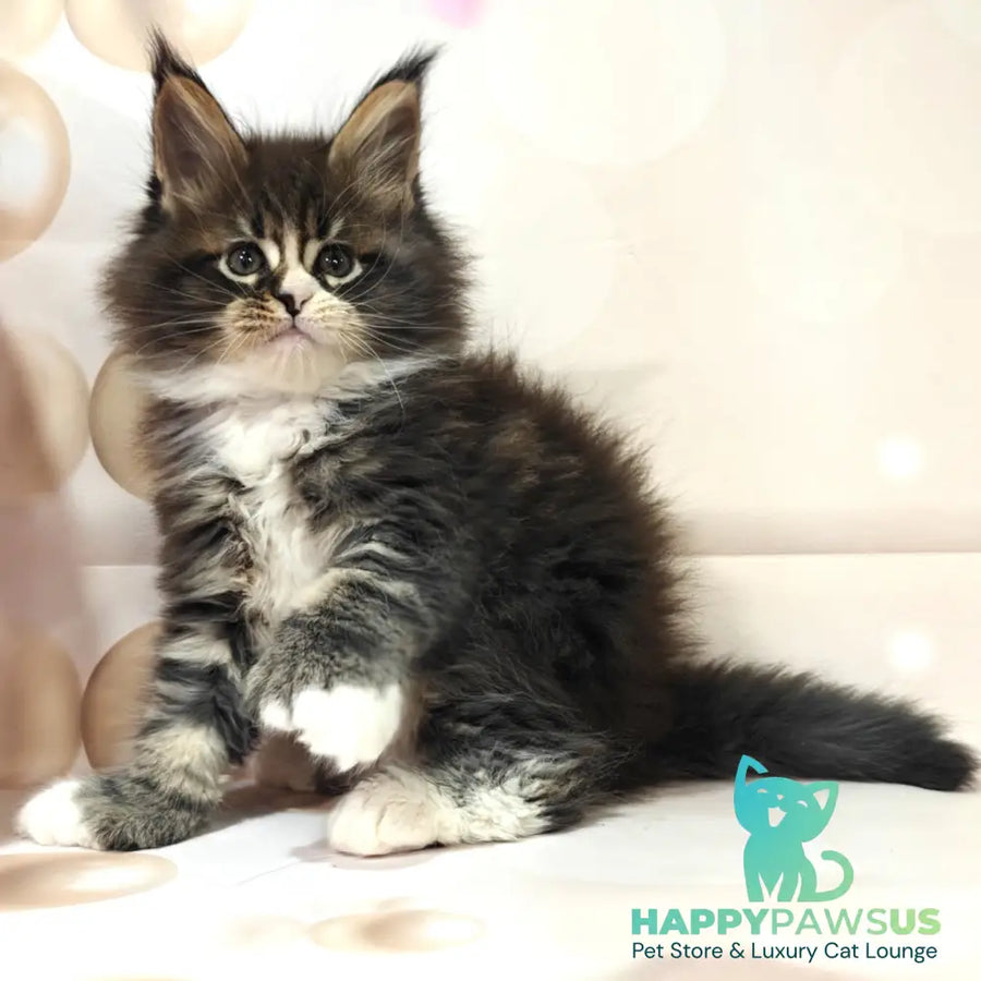 Cosmos Maine Coon polydactyl 6x6x6x6 male black tabby with white - live animals