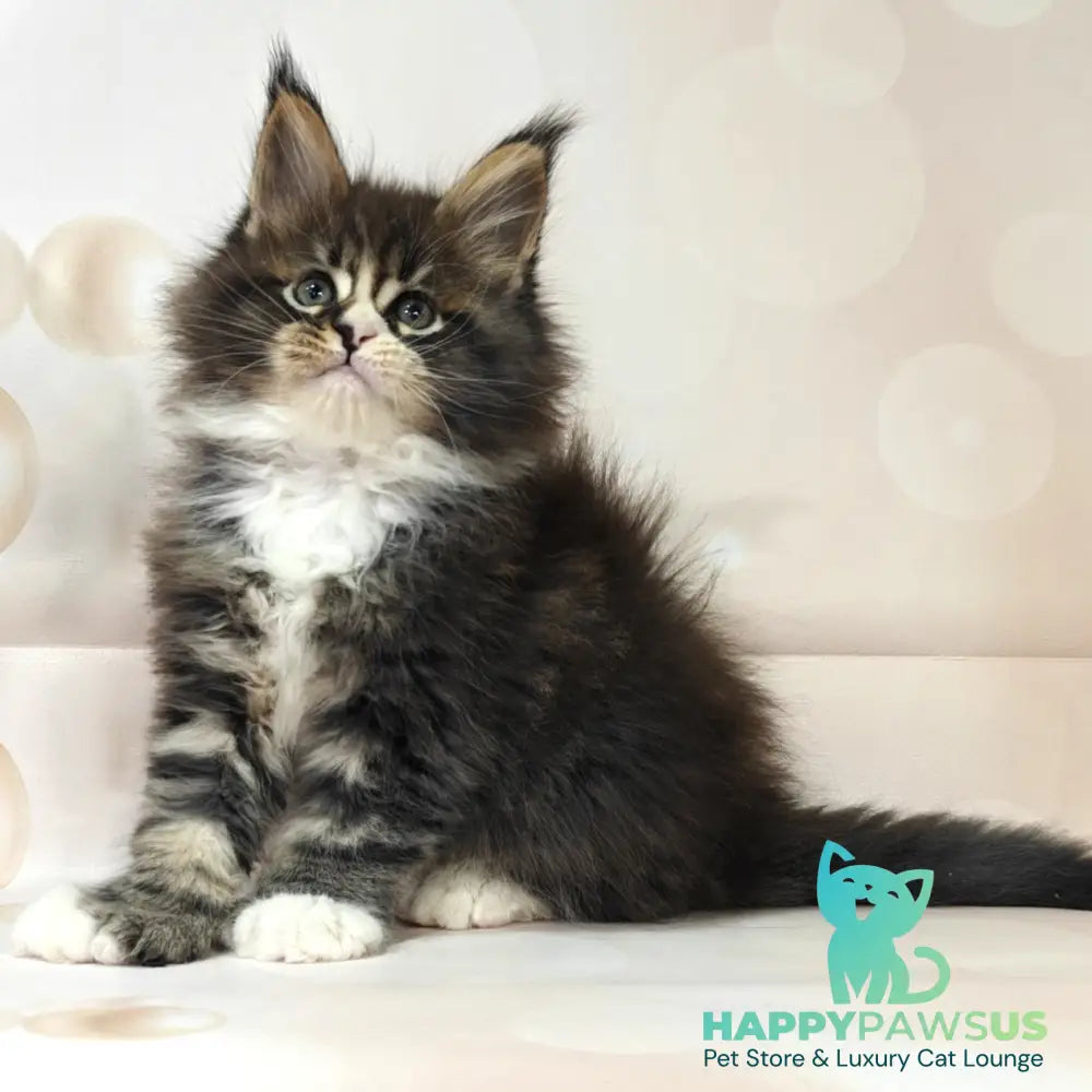 Cosmos Maine Coon polydactyl 6x6x6x6 male black tabby with white - live animals