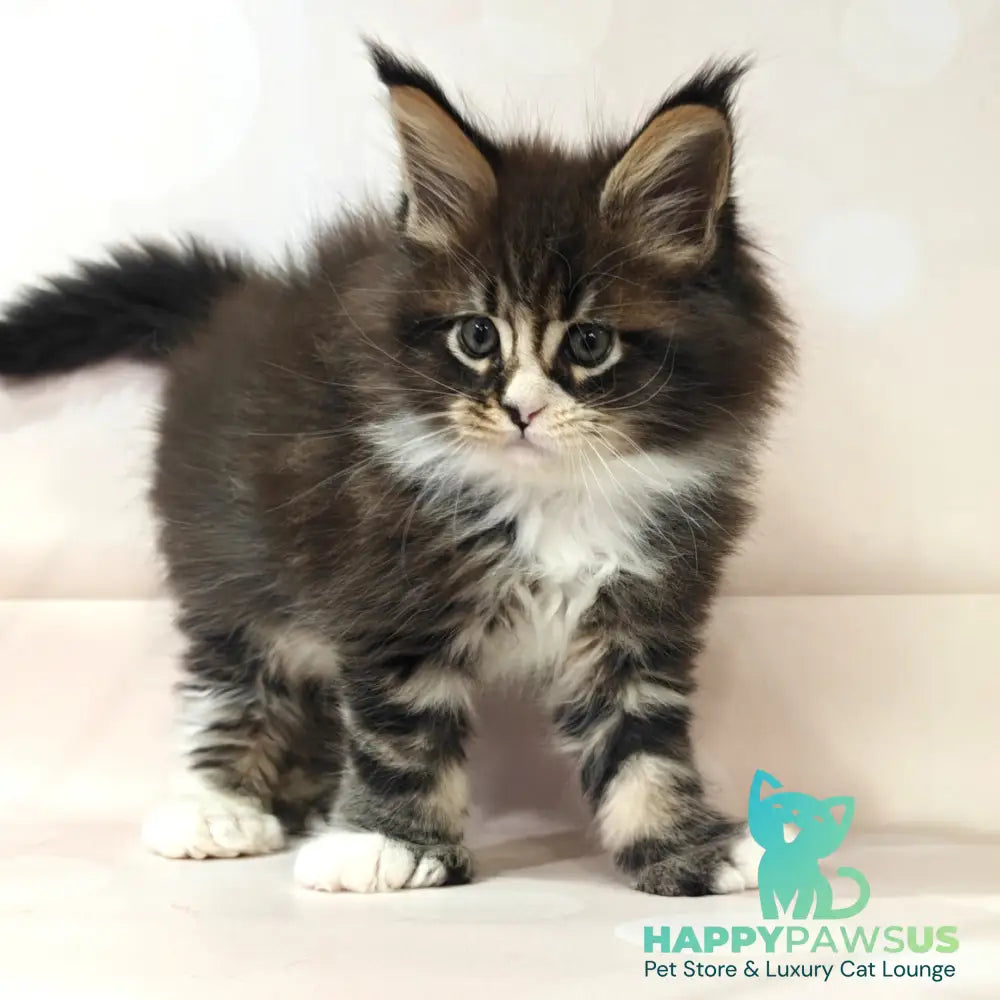 Cosmos Maine Coon polydactyl 6x6x6x6 male black tabby with white - live animals