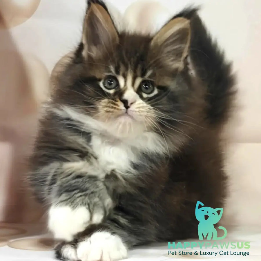 Cosmos Maine Coon polydactyl 6x6x6x6 male black tabby with white - live animals
