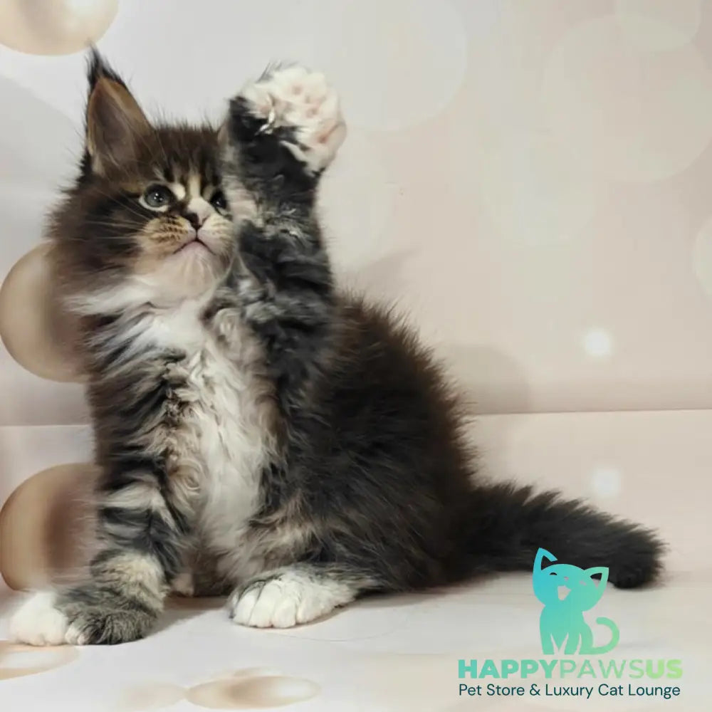 Cosmos Maine Coon polydactyl 6x6x6x6 male black tabby with white - live animals