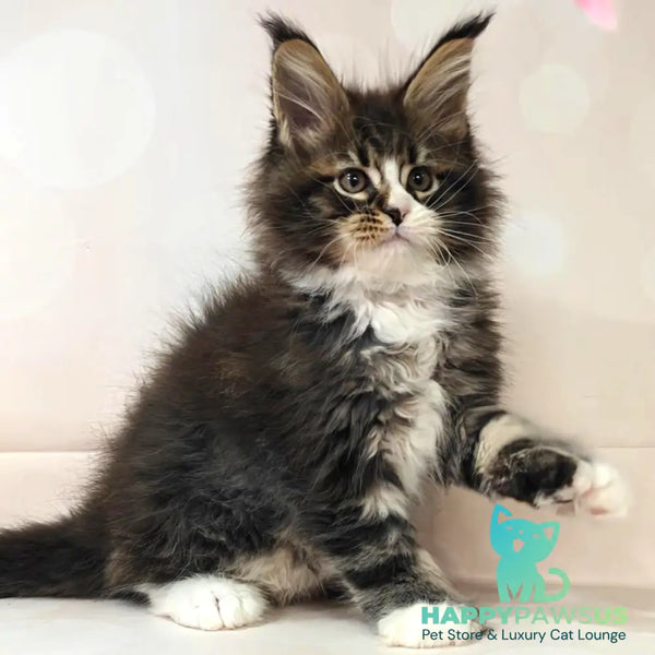 Cosmos Maine Coon polydactyl 6x6x6x6 male black tabby with white - live animals