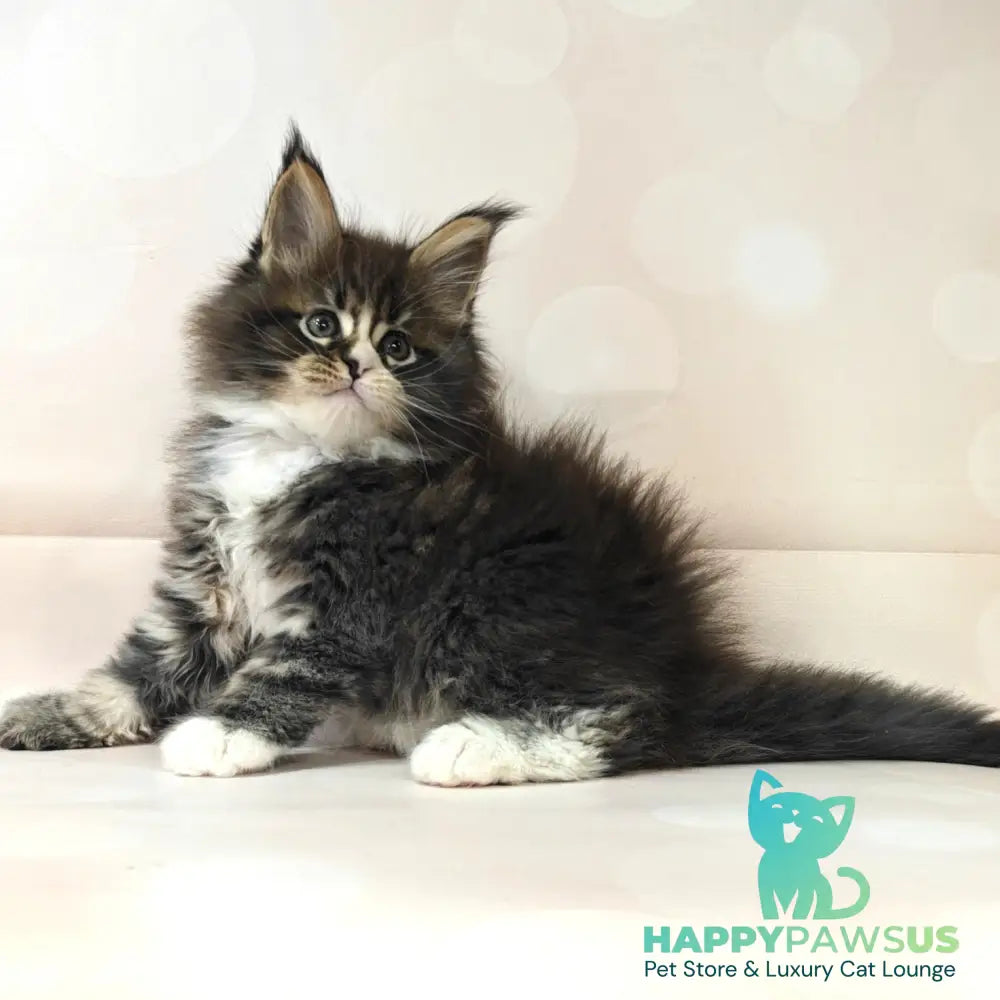 Cosmos Maine Coon polydactyl 6x6x6x6 male black tabby with white - live animals