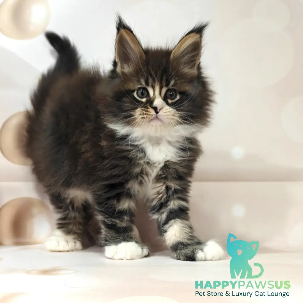 Cosmos Maine Coon polydactyl 6x6x6x6 male black tabby with white - live animals