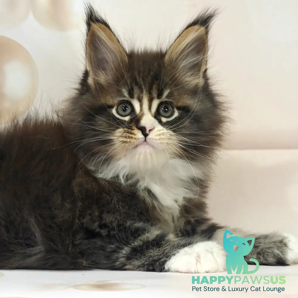 Cosmos Maine Coon polydactyl 6x6x6x6 male black tabby with white - live animals