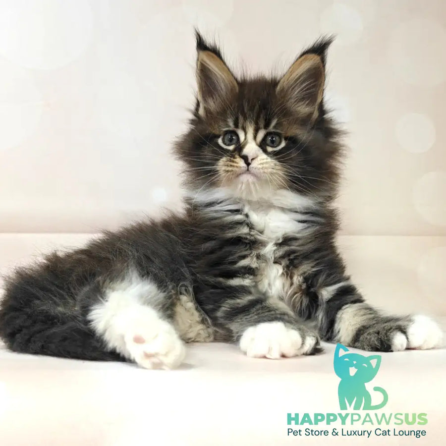 Cosmos Maine Coon polydactyl 6x6x6x6 male black tabby with white - live animals
