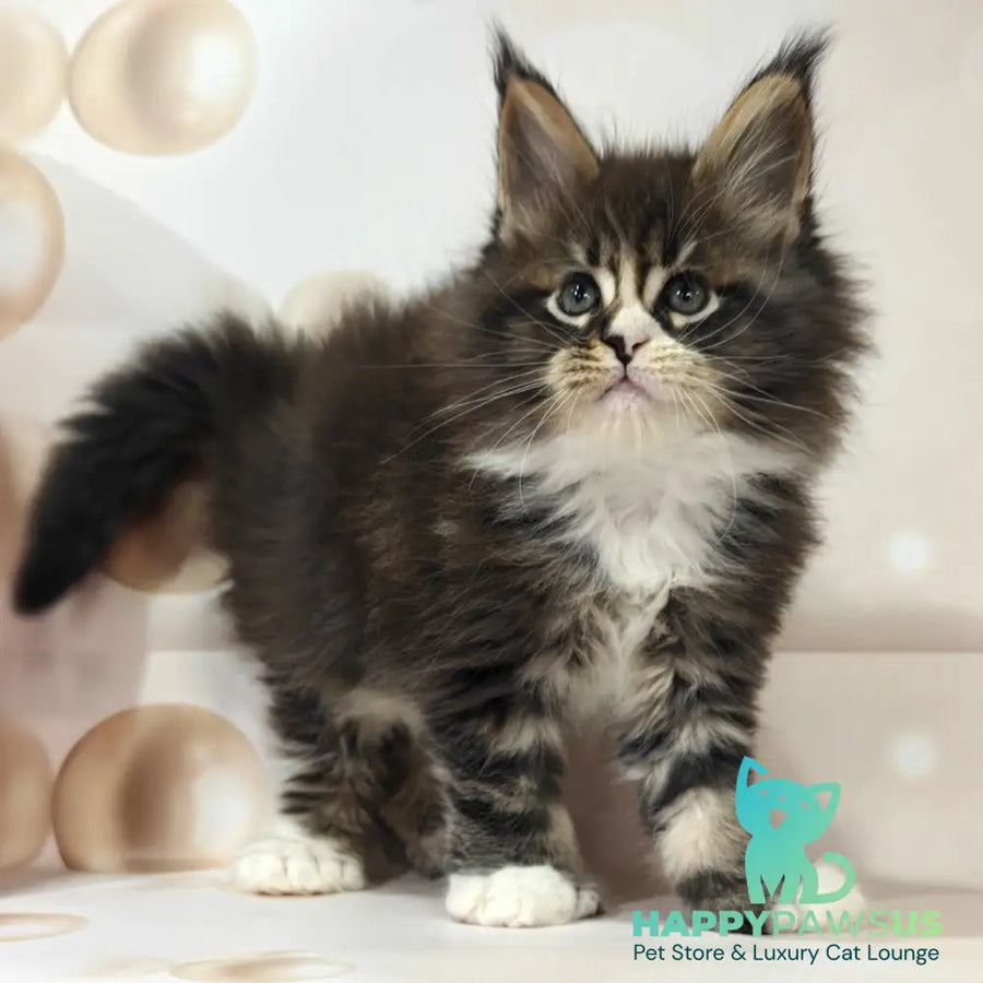 Cosmos Maine Coon polydactyl 6x6x6x6 male black tabby with white - live animals