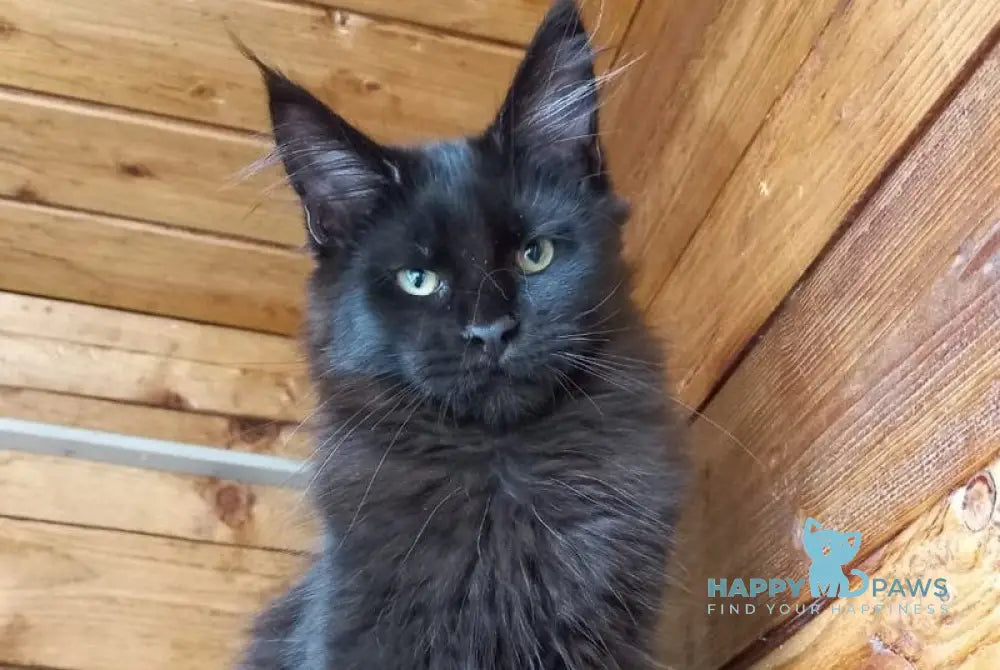Costa Rica Maine Coon female black live animals