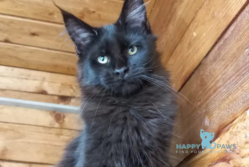 Costa Rica Maine Coon female black live animals