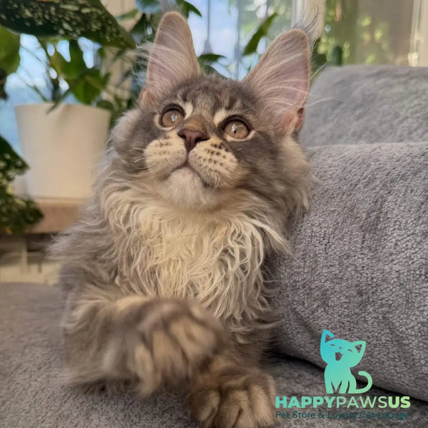 Courvosier Maine Coon male blue silver ticked tabby - live animals