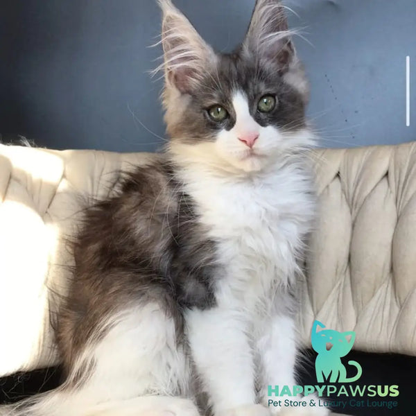 Craft Maine Coon male black silver bicolour - live animals