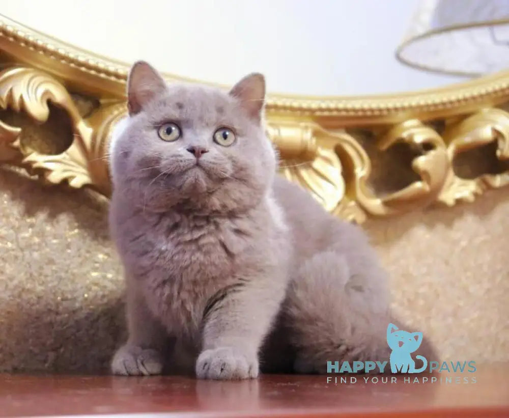 Cream Cake British Shorthair male fawn live animals