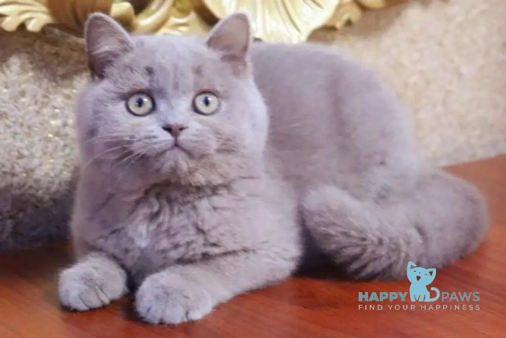 Cream Cake British Shorthair male fawn live animals