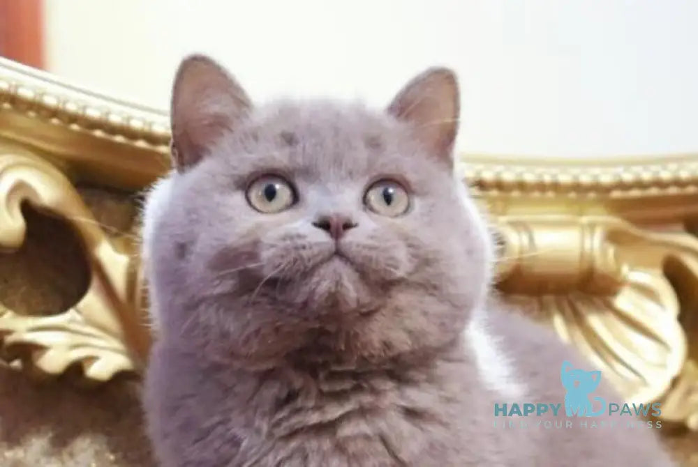 Cream Cake British Shorthair male fawn live animals