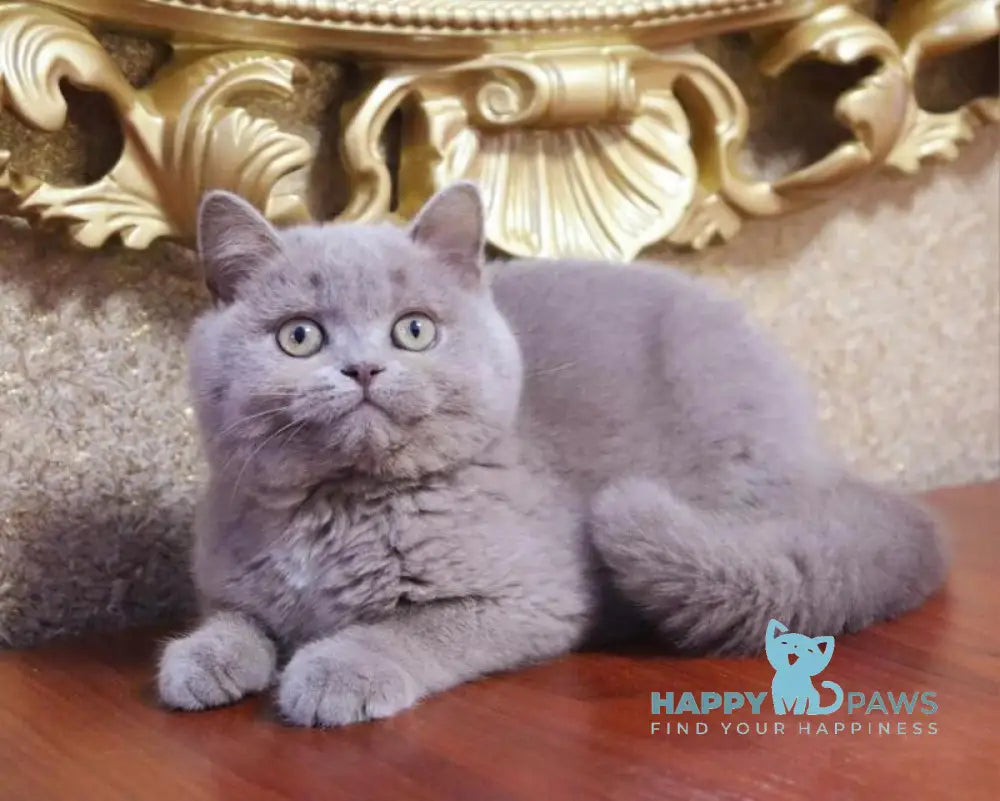 Cream Cake British Shorthair male fawn live animals