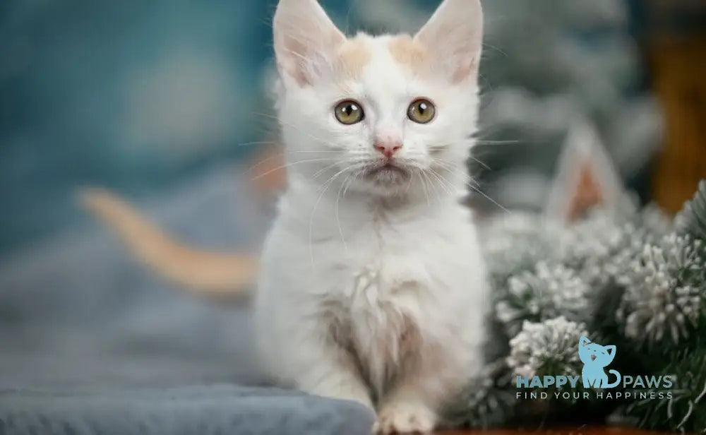 Cream Dream Munchkin male cream van live animals