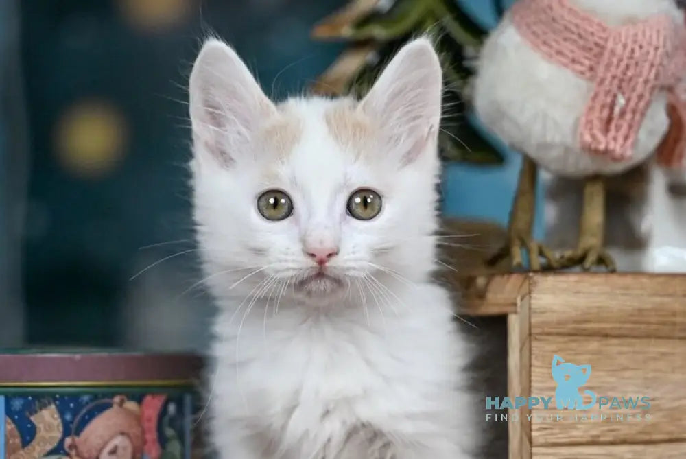 Cream Dream Munchkin male cream van live animals