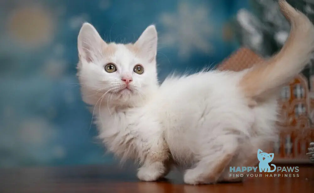 Cream Dream Munchkin male cream van live animals