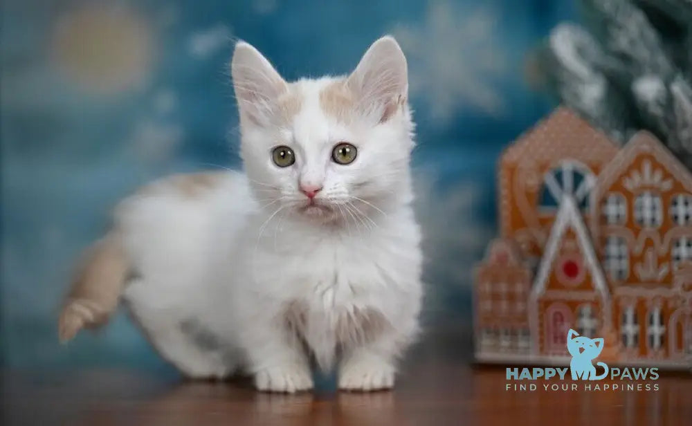 Cream Dream Munchkin male cream van live animals