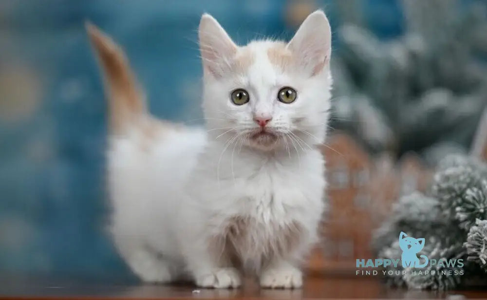 Cream Dream Munchkin male cream van live animals