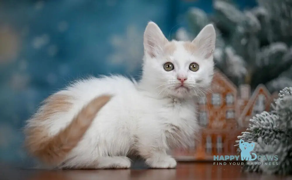 Cream Dream Munchkin male cream van live animals