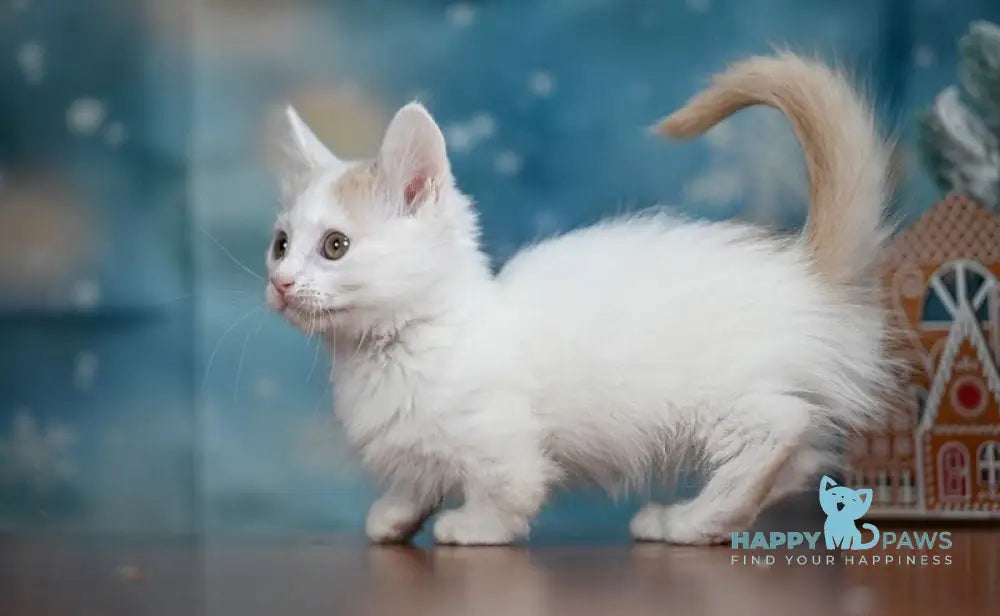 Cream Dream Munchkin male cream van live animals