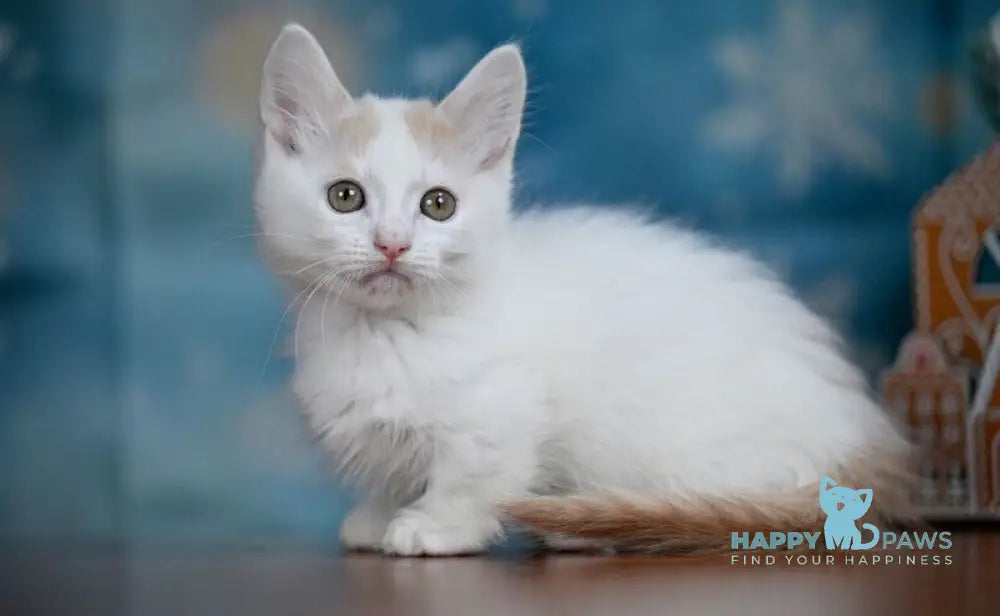 Cream Dream Munchkin male cream van live animals