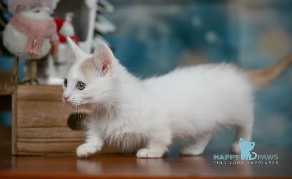 Cream Dream Munchkin male cream van live animals