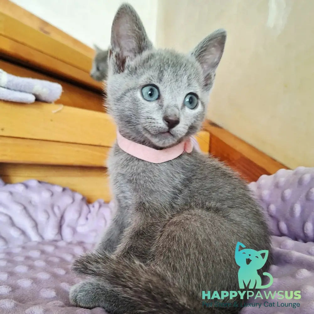 Cream Russian Blue female blue - live animals