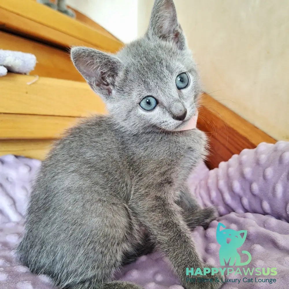 Cream Russian Blue female blue - live animals