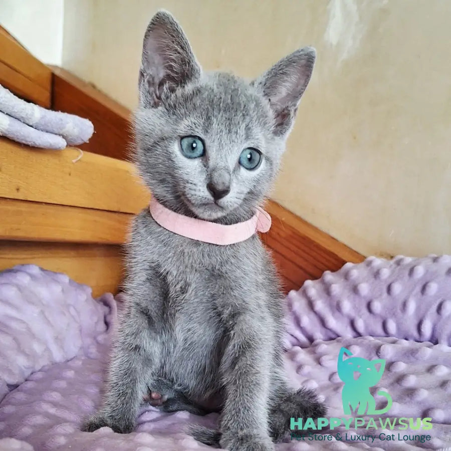 Cream Russian Blue female blue - live animals
