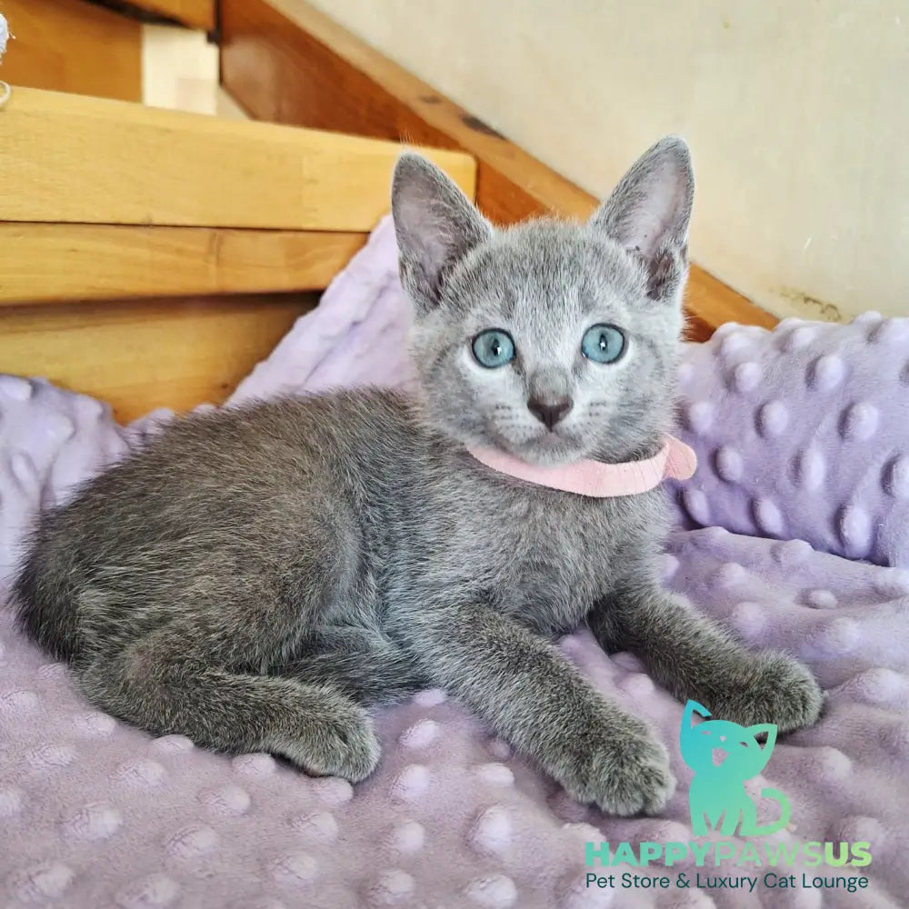 Cream Russian Blue female blue - live animals